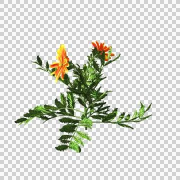 Marigold flower plant Stock Illustration