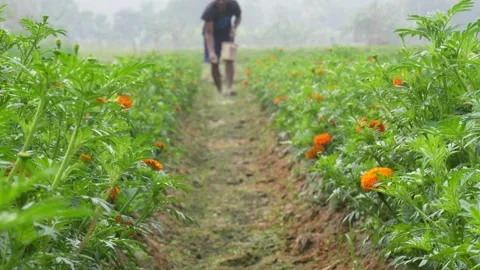 Marigold Flower Rows 库存影片 333907874