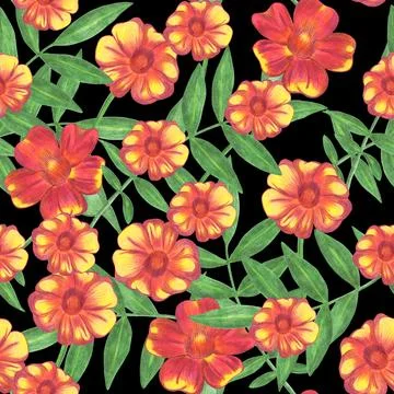 Marigold Flower Seamless Pattern. Floral Digital Paper. Stock Illustration
