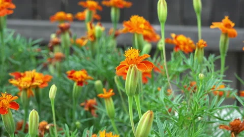Marigold flower in the wind 4K Stock Footage 130752968