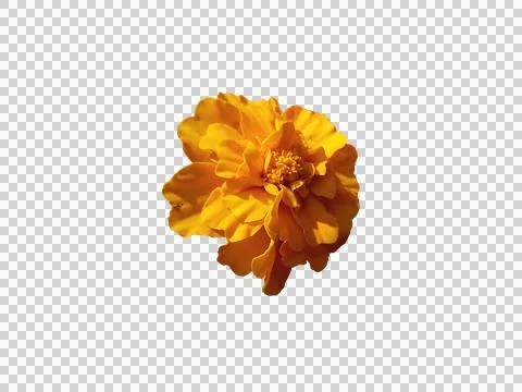 Marigold flower without background. Orange Stock Photos