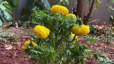 Marigold flower in the yard Stock Footage 252514899