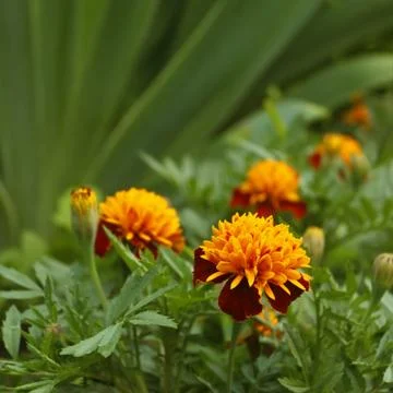 Marigold in flowerbed Stock Photos