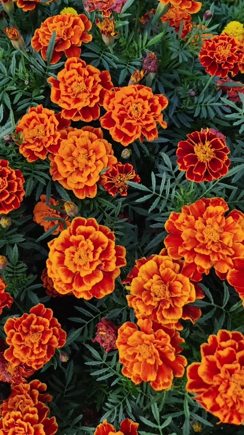Marigold flowers and bees pollinating in summer garden. Video stock 335390149