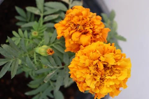 Marigold flowers and it's buds Stock Photos