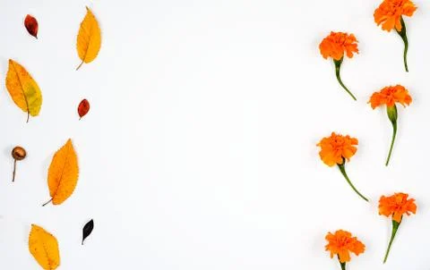 Marigold   flowers  background. Stock Photos