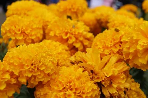 Marigold flowers background. Stock Photos