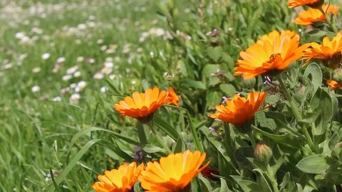 Marigold flowers caressed by the wind Stock Footage 88571740