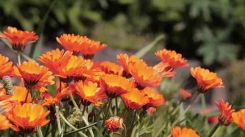 Marigold flowers Video stock 8467323