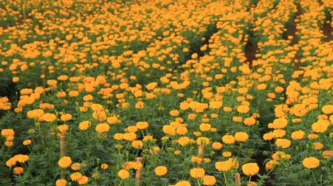 Marigold Flowers Stock Footage 39104594