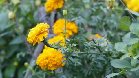 Marigold flowers Stock Footage 98792435