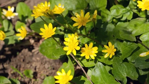 Marigold flowers Stock Footage 153285849