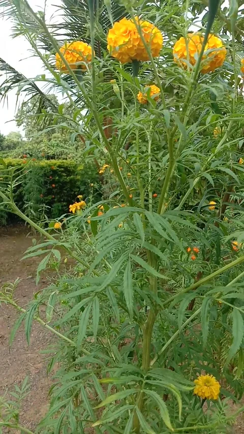 Marigold flowers Stock Footage 162314801