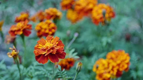 Marigold Flowers Stock Footage 221649236