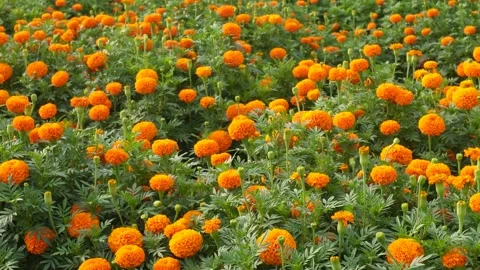 Marigold Flowers in Full Bloom Stock Footage 336689361