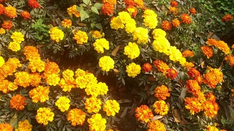 Marigold flowers Garden Stock Footage 126833010