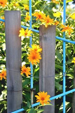 Marigold flowers, old rustic wired fence, close-up Stock Photos