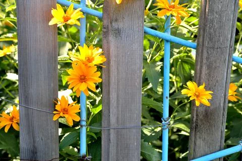 Marigold flowers, old rustic wired fence, close-up Stock Photos