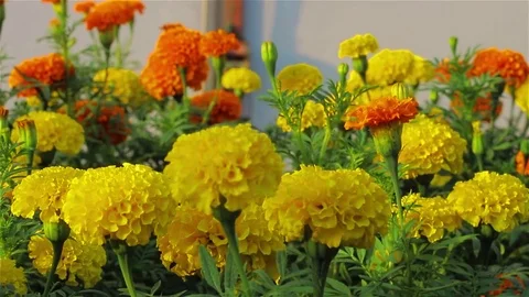 Marigold flowers in the park. 스톡 동영상 80186242