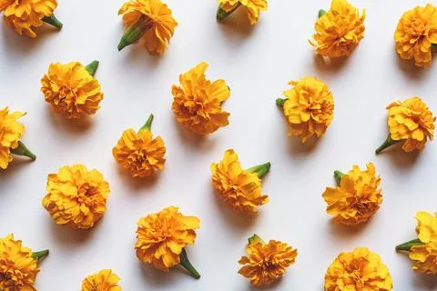 Marigold flowers pattern on white background, holiday decoration, orange ma.. Stock Photos