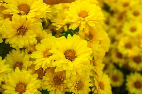 Marigold flowers Stock Photos