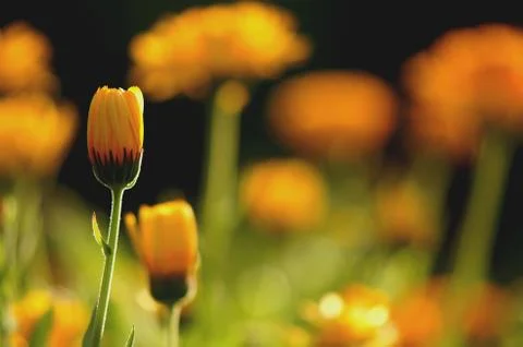 Marigold flowers Stock Photos