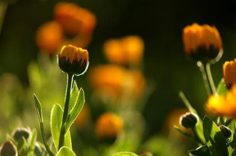Marigold flowers Stock Photos