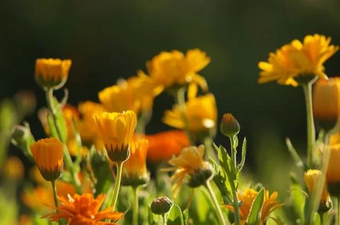Marigold flowers Stock Photos