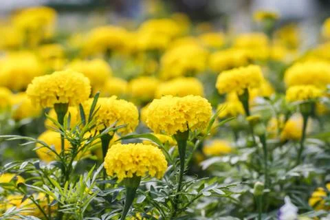 Marigold flowers Stock Photos
