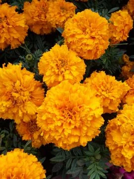 Marigold Flowers Stock Photos