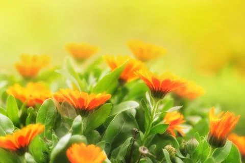 Marigold flowers Stock Photos