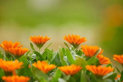 Marigold flowers Stock Photos