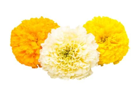 Marigold flowers Stock Photos