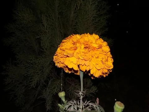 Marigold flowers Foto stock