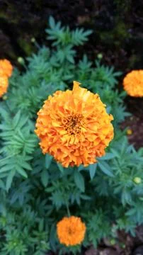 Marigold flowers Stock Photos