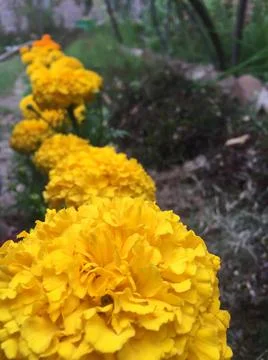 Marigold flowers Foto stock