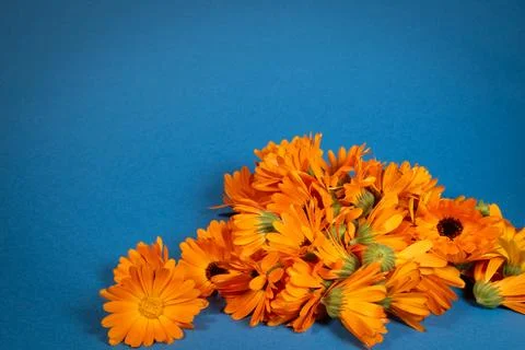 Marigold flowers Stock Photos