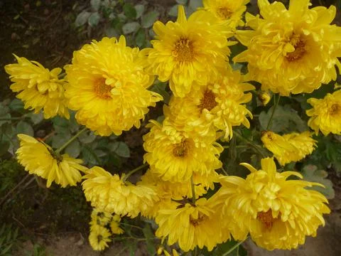 Marigold Flowers Raw Stock Photos