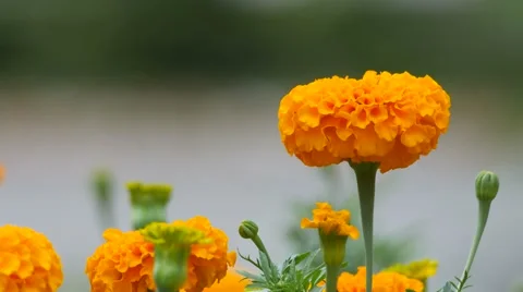 Marigold flowers shaking with wind Stock Footage 67182453