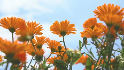 Marigold flowers swaying in the wind Video stock 104469502