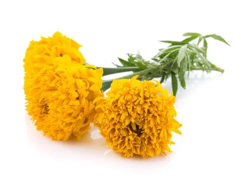 Marigold flowers on white background Fotos Stock
