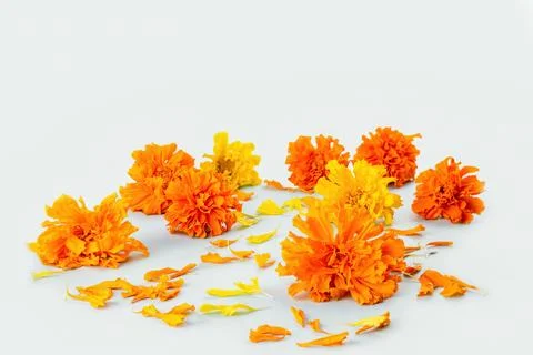 Marigold flowers on a white background. Stock Photos