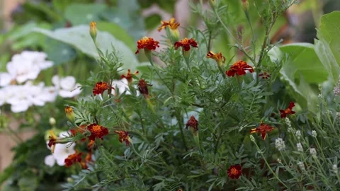 Marigold flowers in the wind Stock Footage 200761388