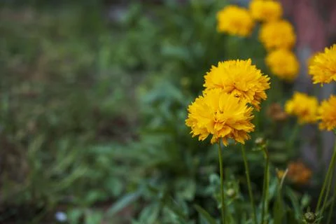 Marigold in focus Stock Photos