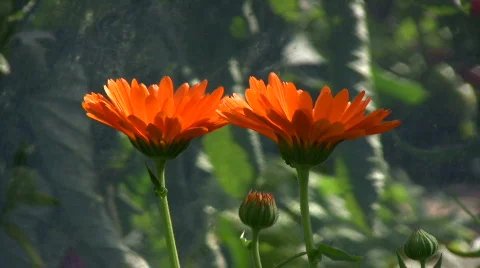 Marigold Stock Footage 503496