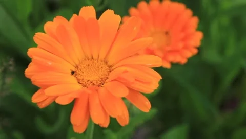 Marigold Stock Footage 7571007