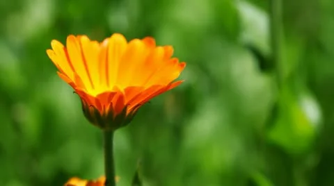Marigold Stock Footage 11188359