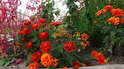 Marigold Видео 59998455