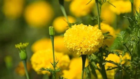 Marigold Stock Footage 75995357