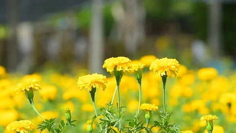 Marigold Video stock 75995374